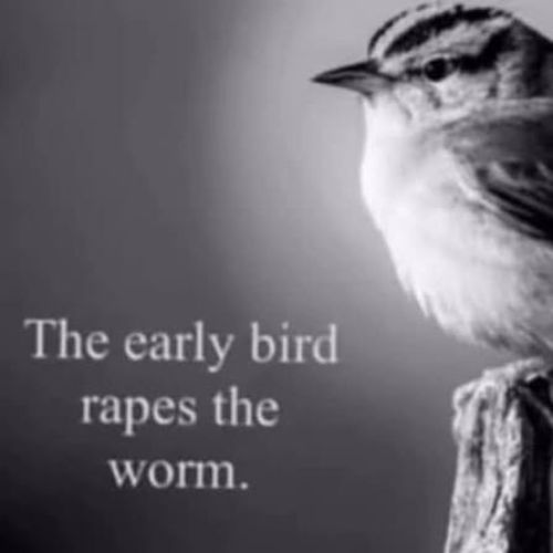 The original meme artifact: a black and white bird β the early bird rapes the worm